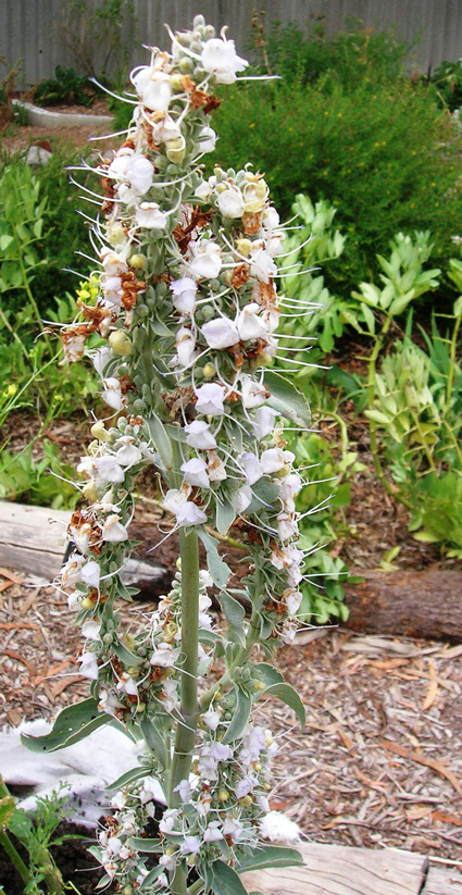 White Sage Flower